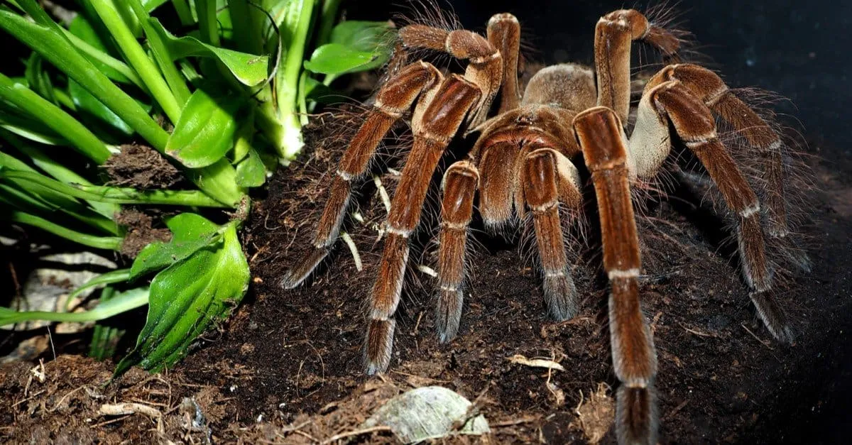 21237 goliath birdeater colors