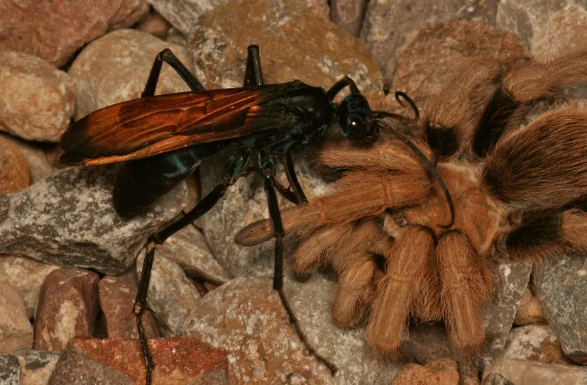 21237 tarantula defensive pose
