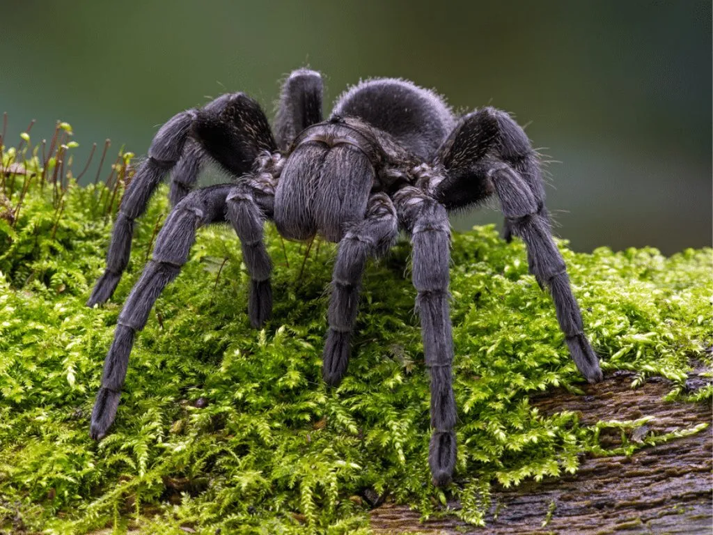 21237 tarantula eating