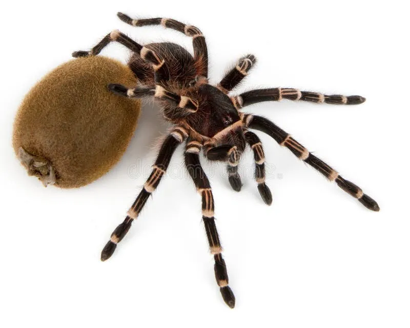 21237 tarantula enclosure
