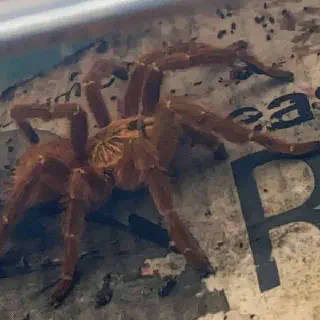 /img/21237-tarantula-handling.webp