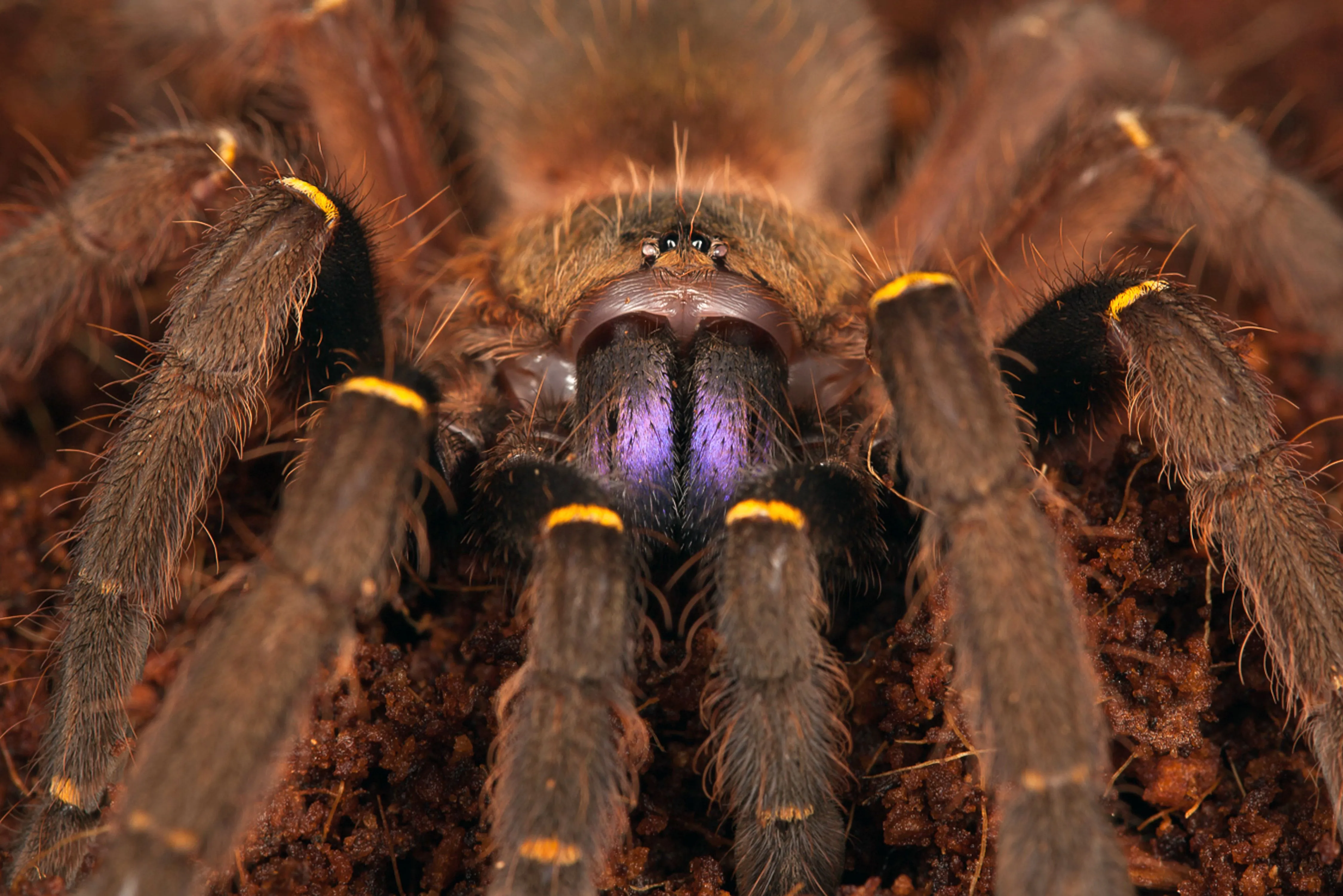 21237 tarantula molting