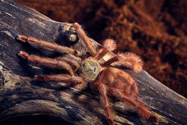 21238 tarantula dream control