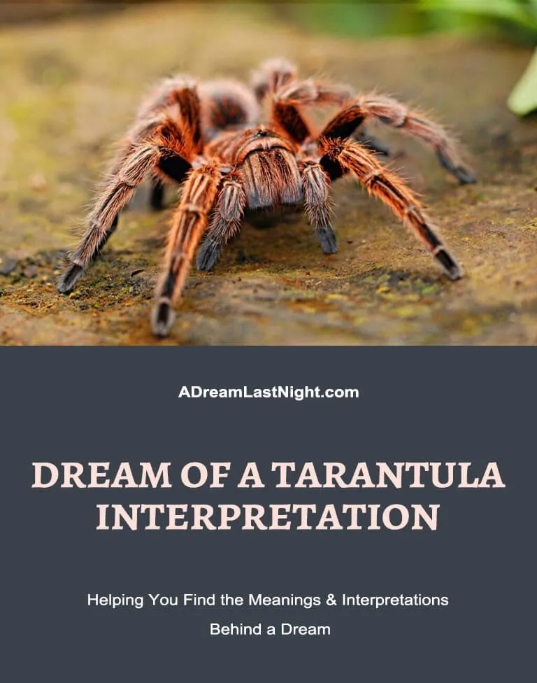 21238 tarantula dream creativity