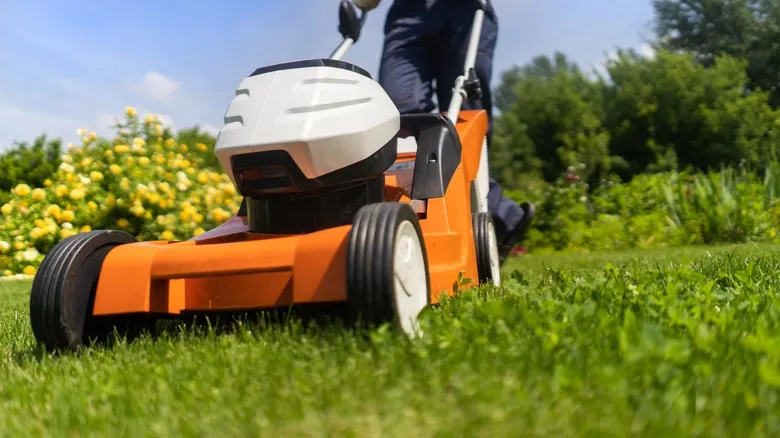 21239 tarantula capture