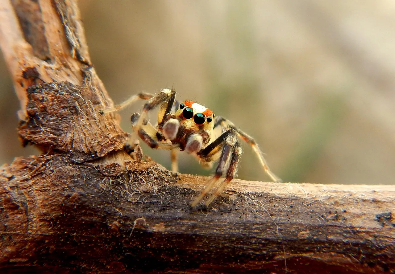 21240 birdeater tarantula silk close up