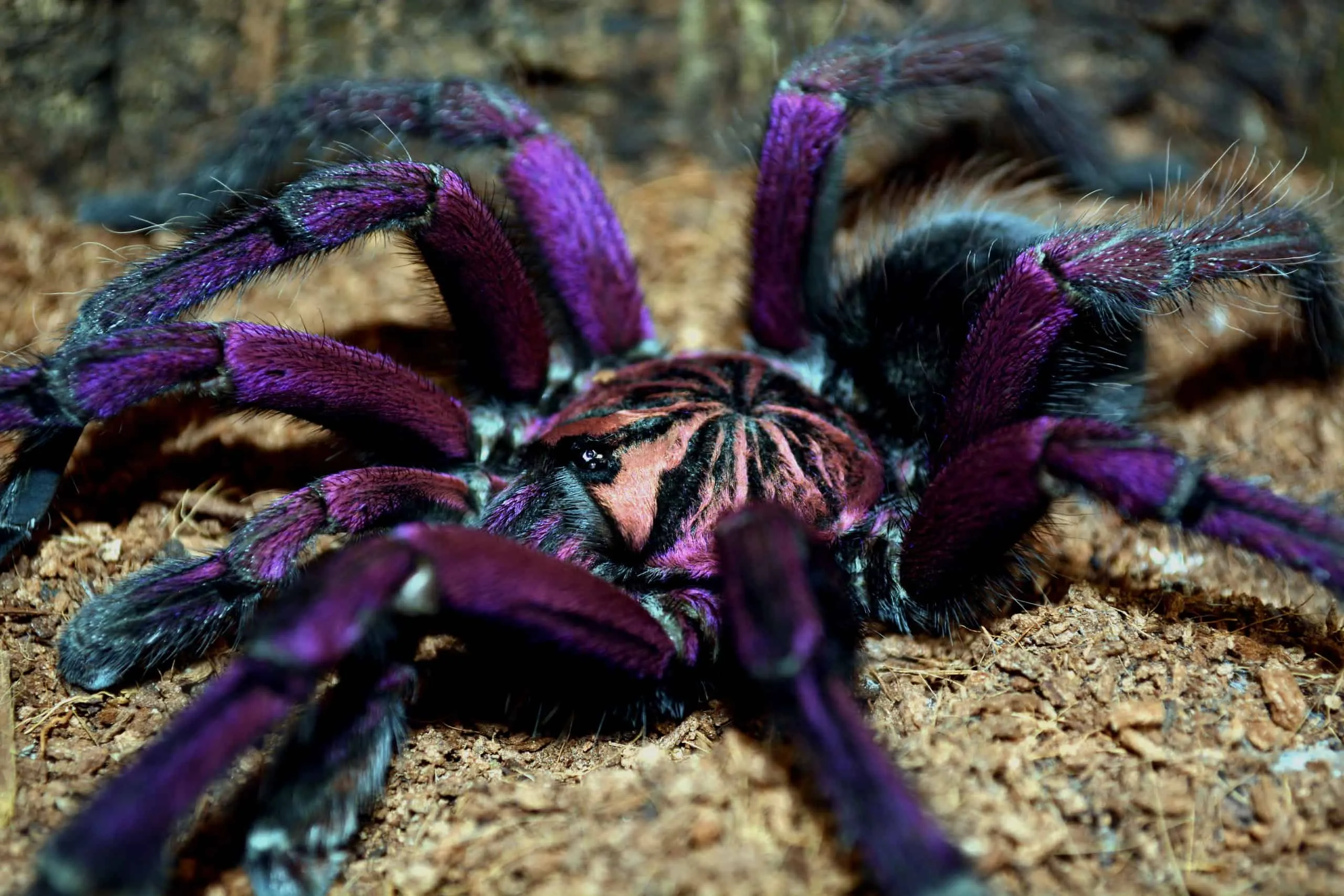/img/21240-birdeater-tarantula-web-size.webp
