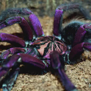 /img/21240-birdeater-tarantula-web-size.webp