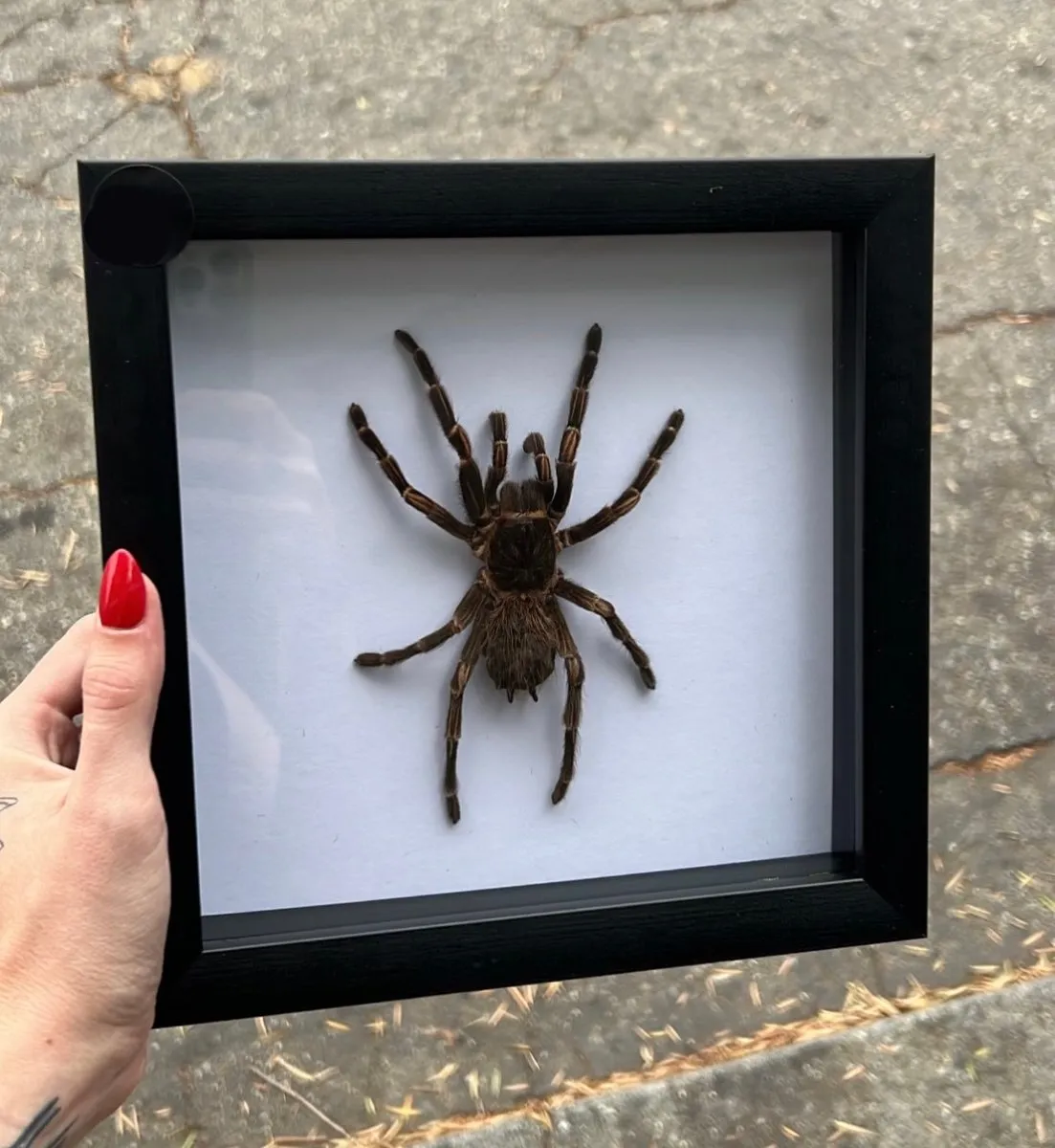 21240 birdeater tarantula web variations