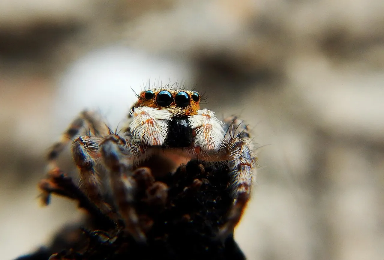 21240 tarantula catching prey web