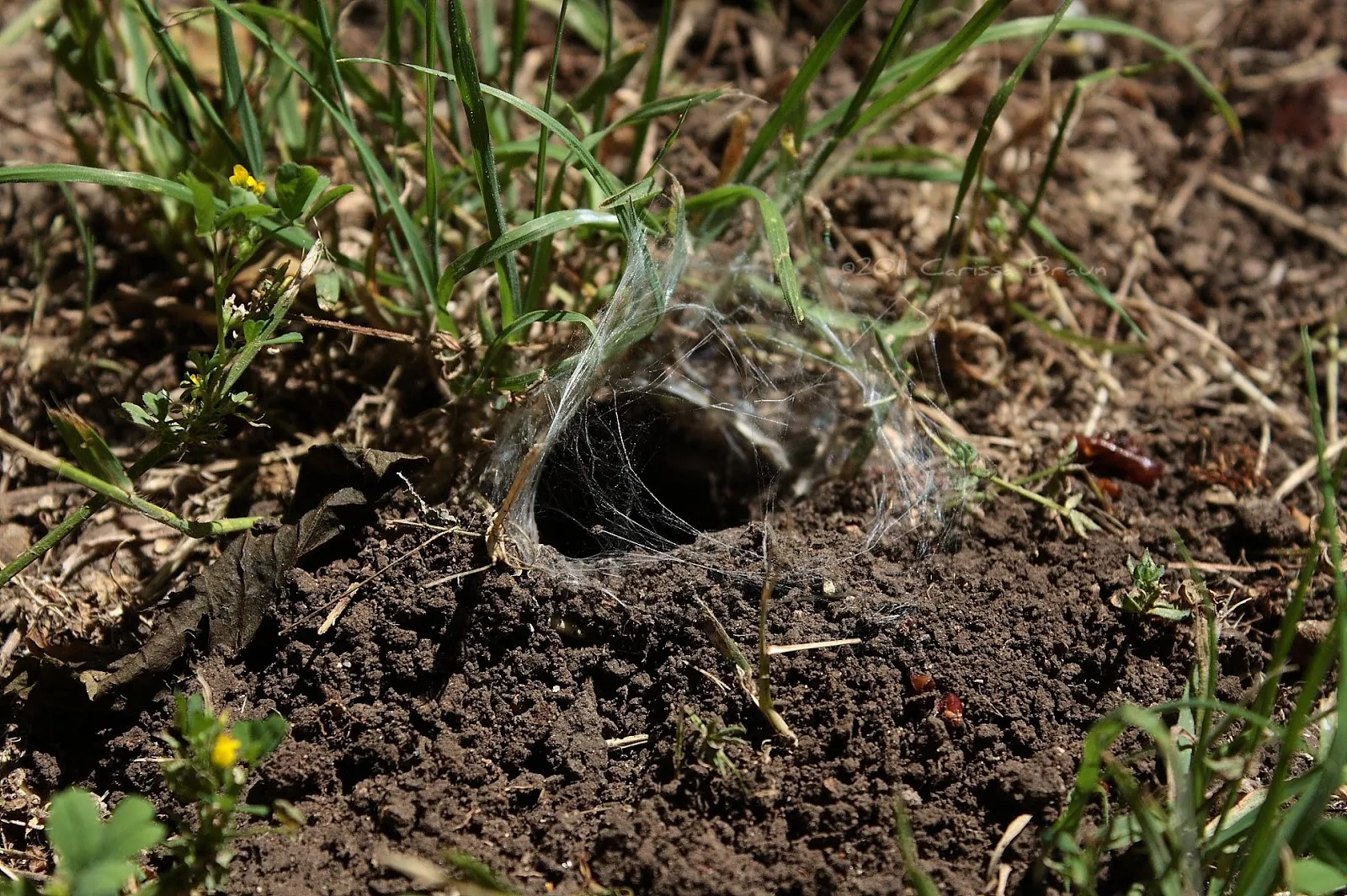 21240 tarantula web molting