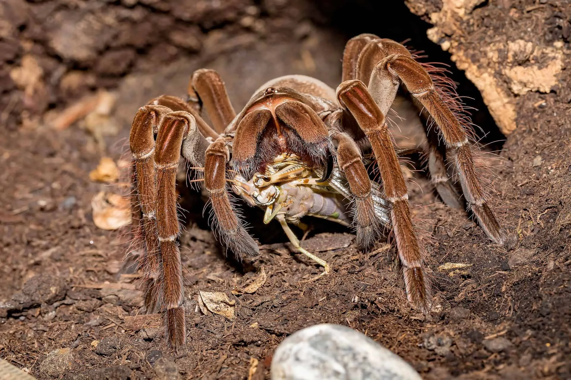 21240 tarantula web structure habitat