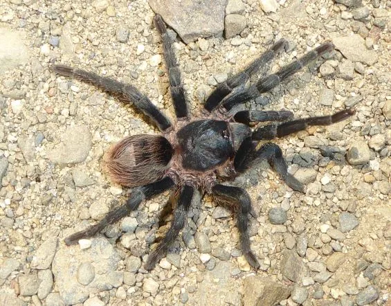 21242 new tarantula species discovery