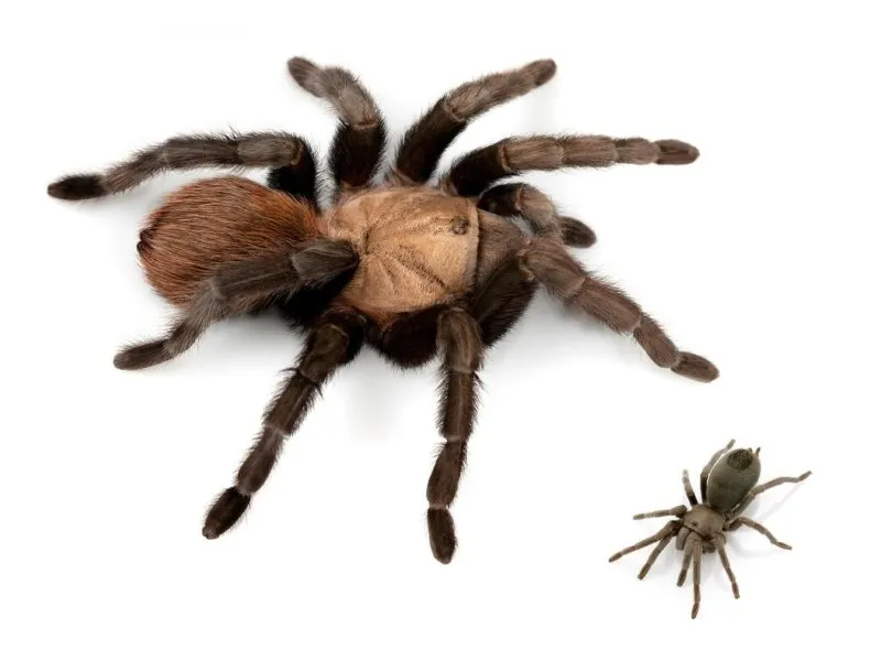 /img/21242-new-tarantula-species-facts.webp