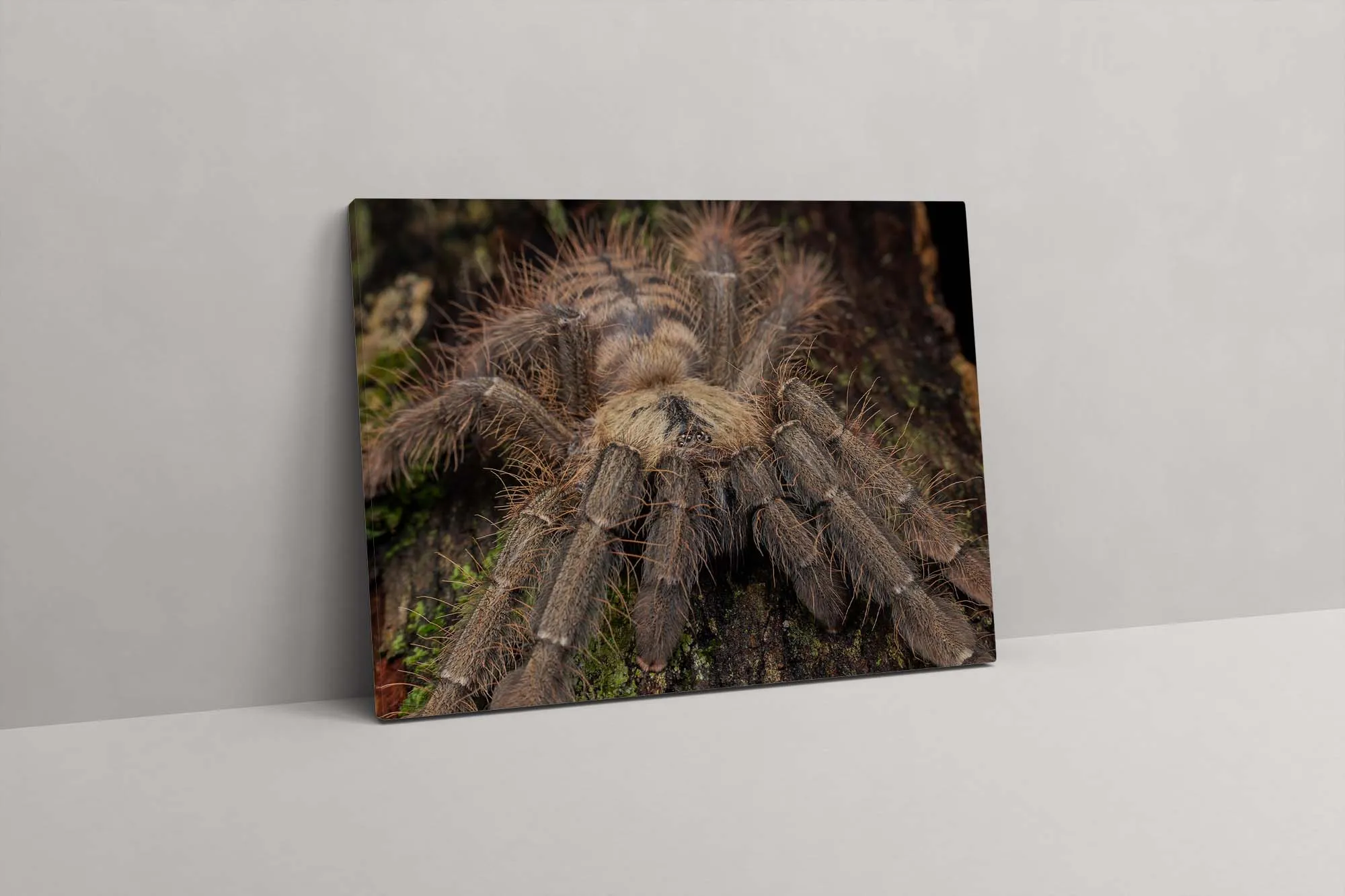 21243 malayan tiger tarantula handling