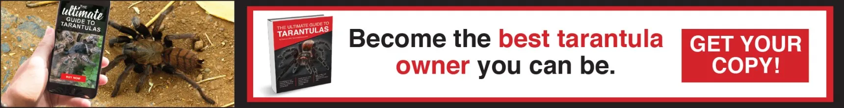 21244 cleaning wound