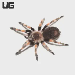 /img/21245-tarantula-cleaning.webp