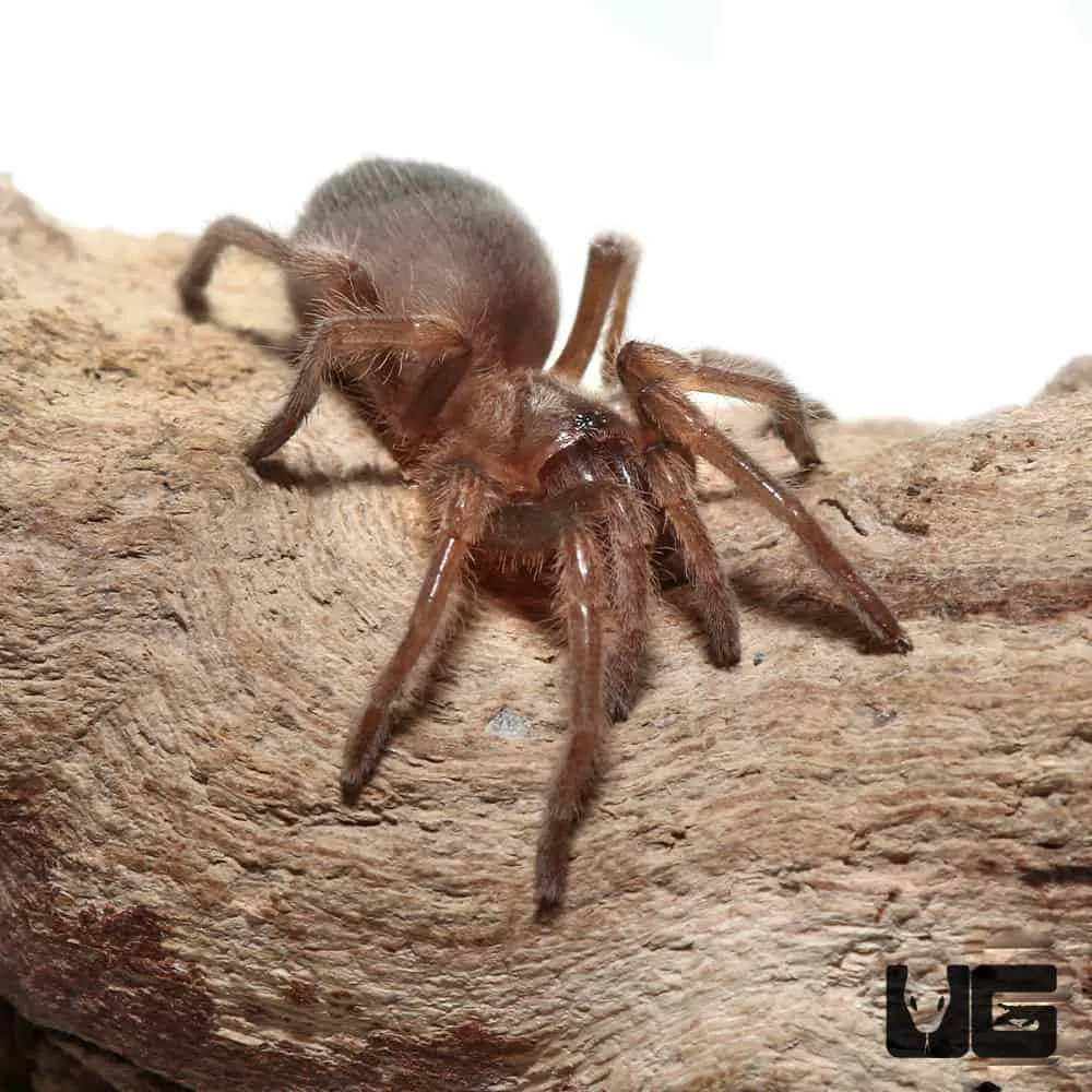 21245 tarantula substrate