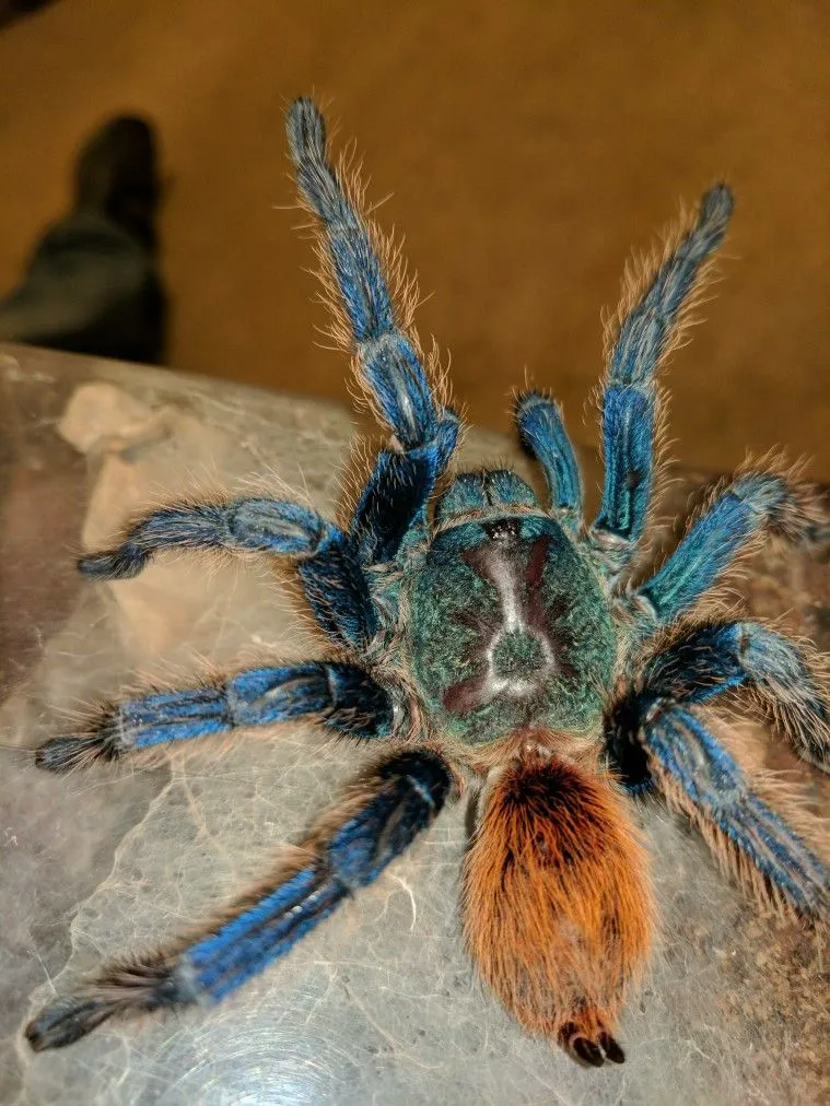 21247 gb blue tarantula eating