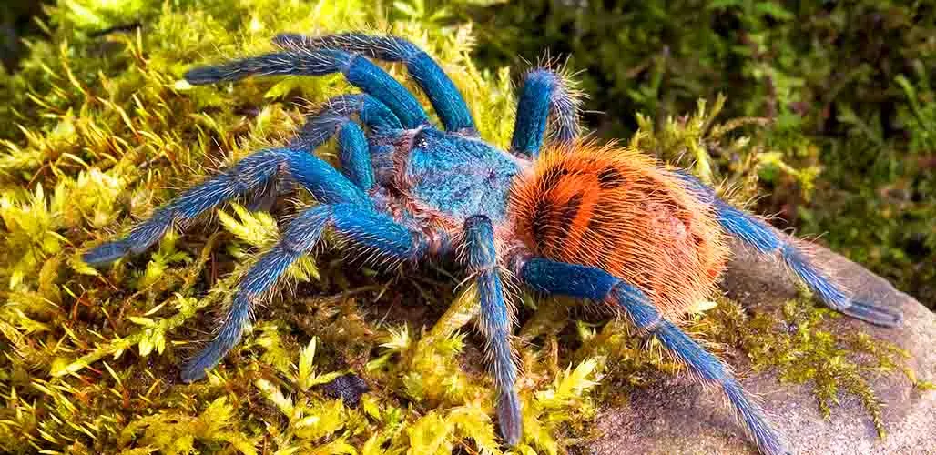 21247 gb blue tarantula prey