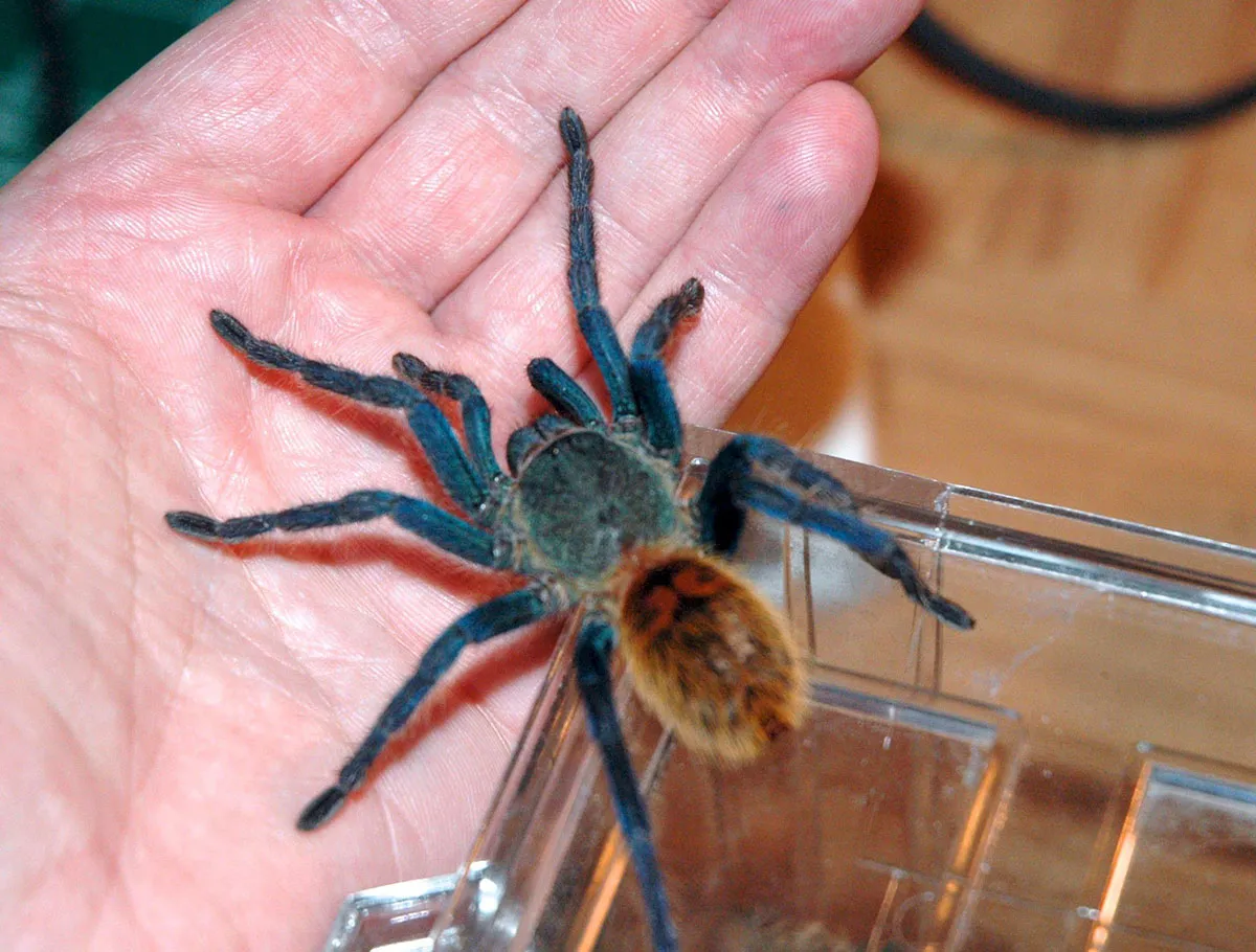 21247 gb blue tarantula stress