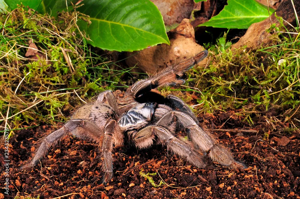 21248 vogelspin tarantula closeup