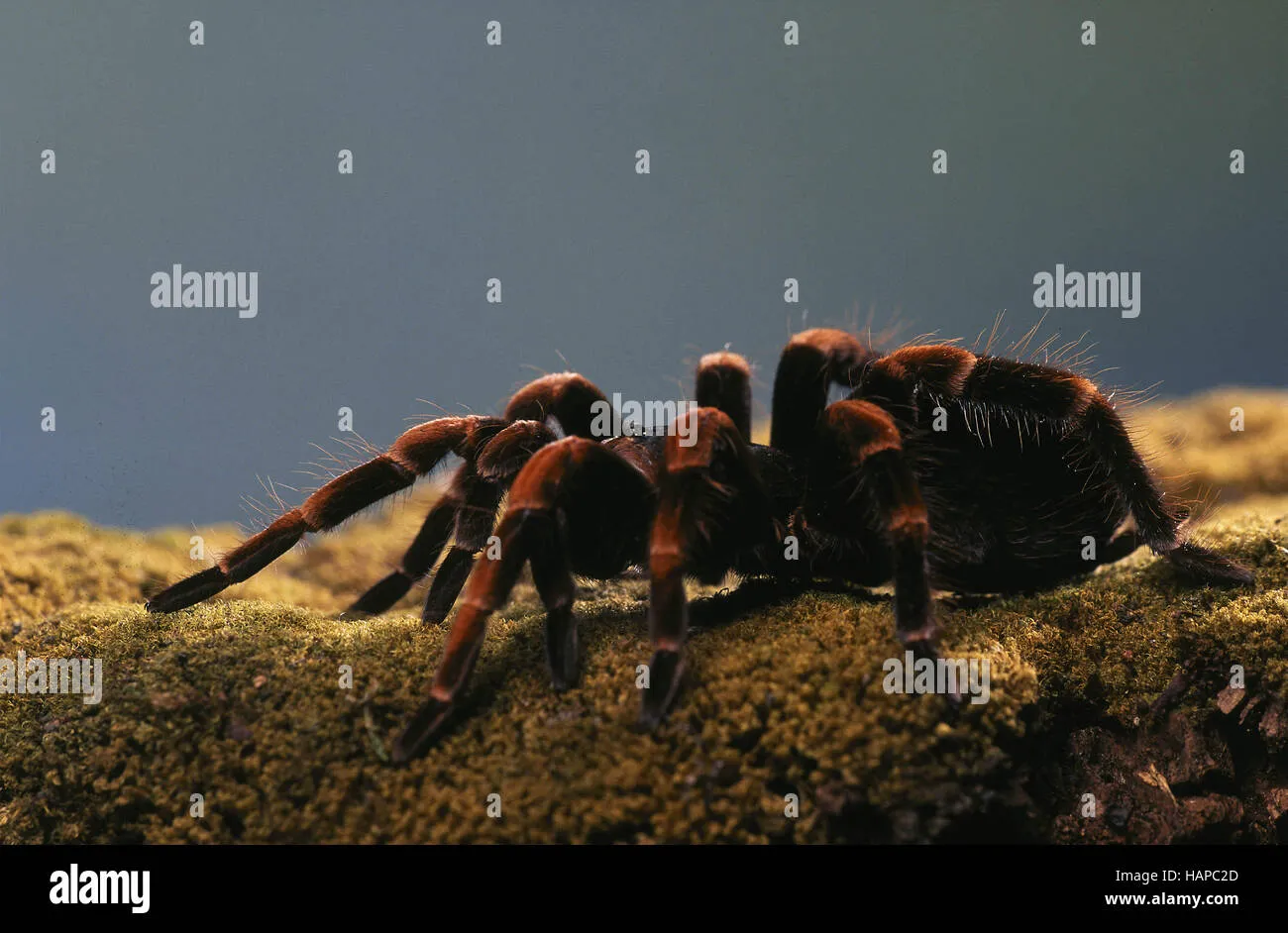 21248 vogelspin tarantula enclosure