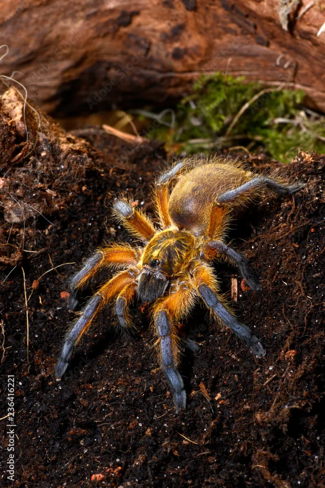 21248 vogelspin tarantula feeding