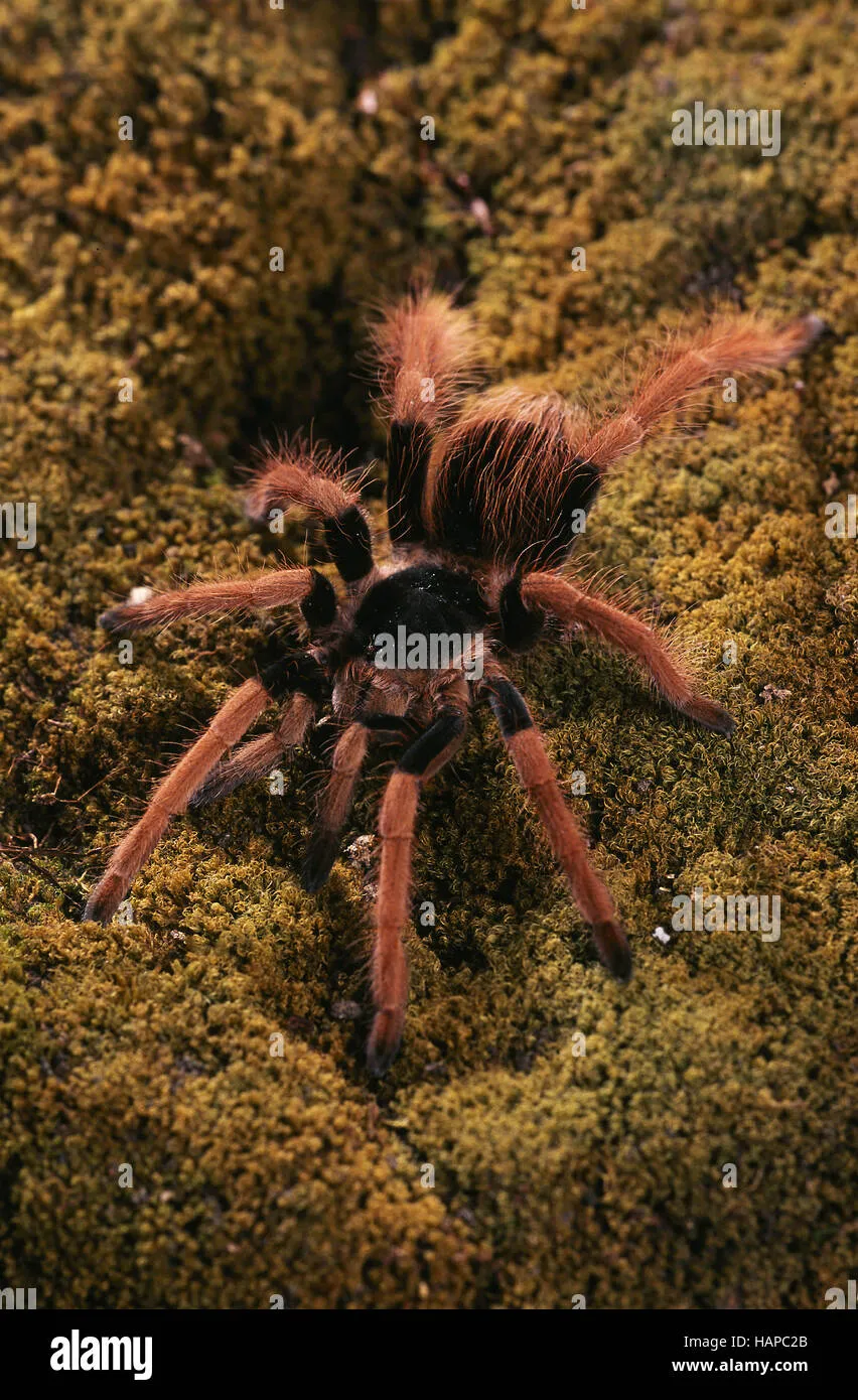 21248 vogelspin tarantula handling