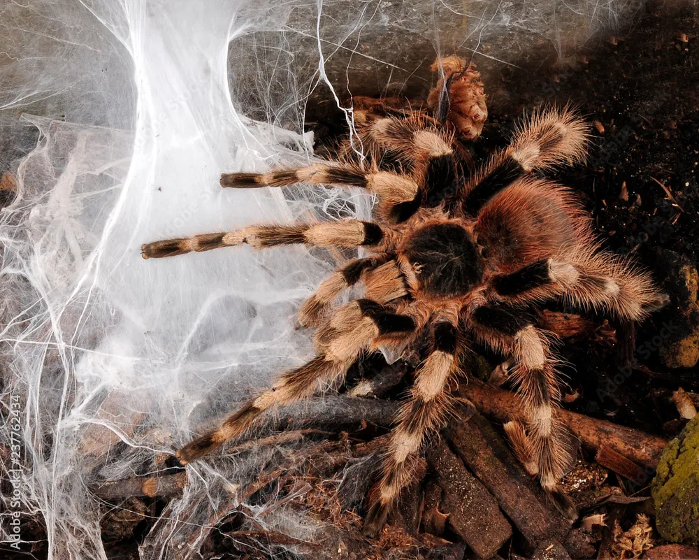 /img/21248-vogelspin-tarantula-spiderlings.webp