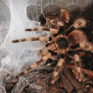 /img/21248-vogelspin-tarantula-spiderlings.webp