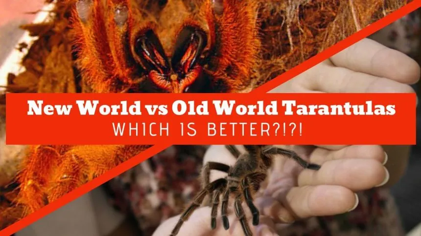 21249 tarantula health