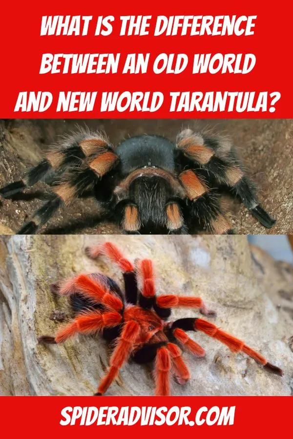 /img/21249-tarantula-molting.webp