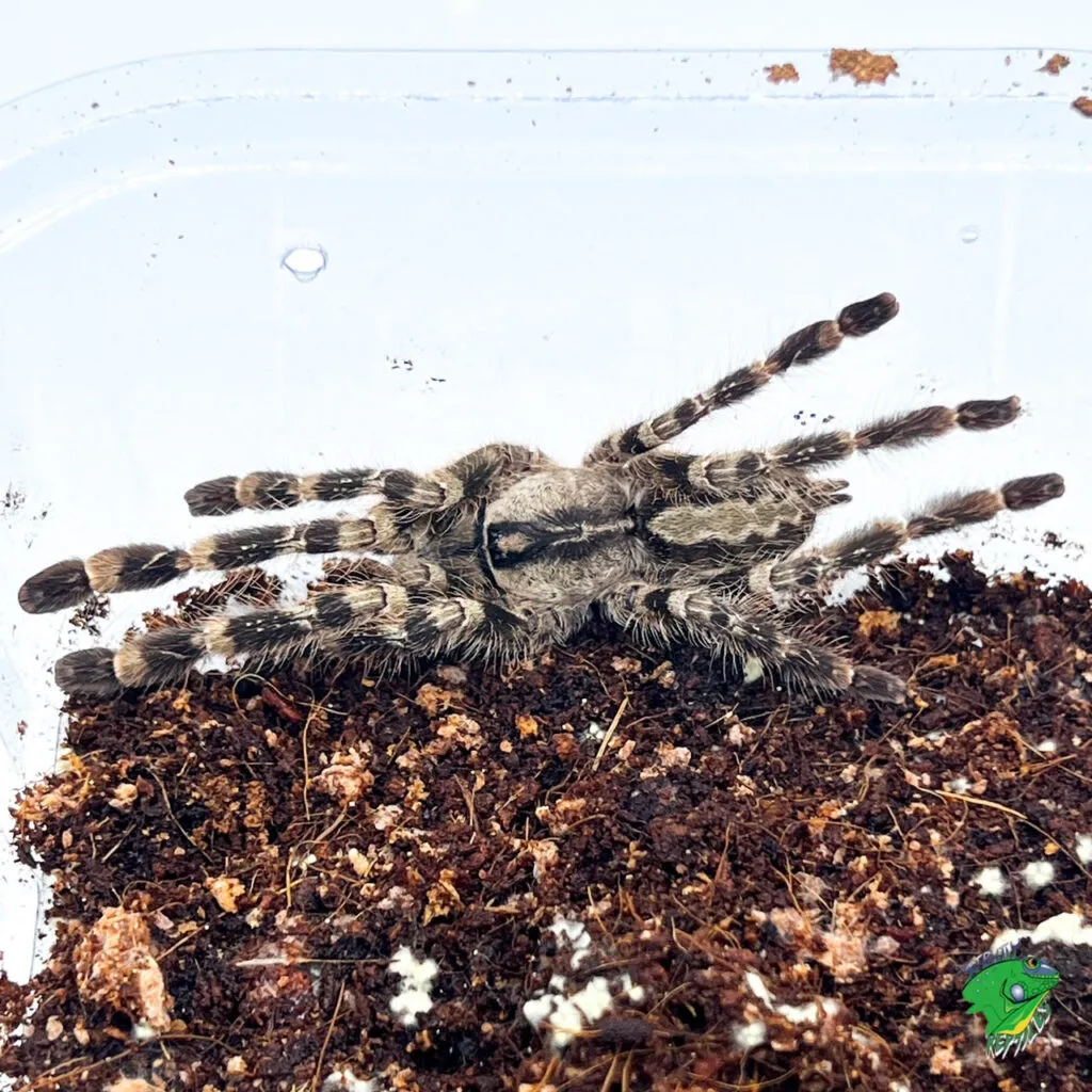 21250 gold banded sunburst tarantula enclosure