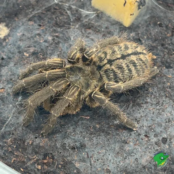 21250 gold banded sunburst tarantula feeding
