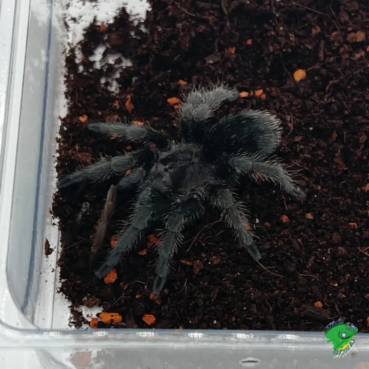 21250 gold banded sunburst tarantula habitat