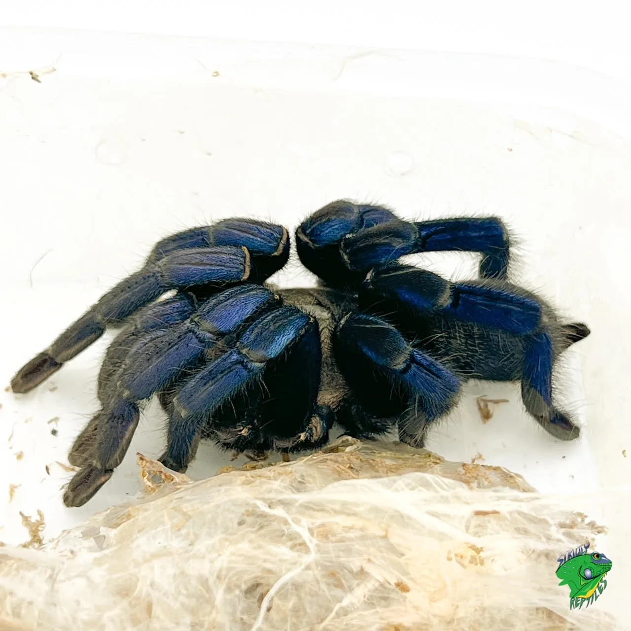 21250 gold banded sunburst tarantula handling
