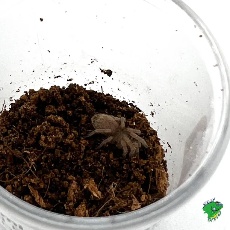 /img/21250-gold-banded-sunburst-tarantula-morph.webp
