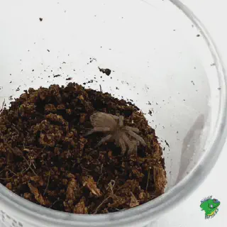 /img/21250-gold-banded-sunburst-tarantula-morph.webp