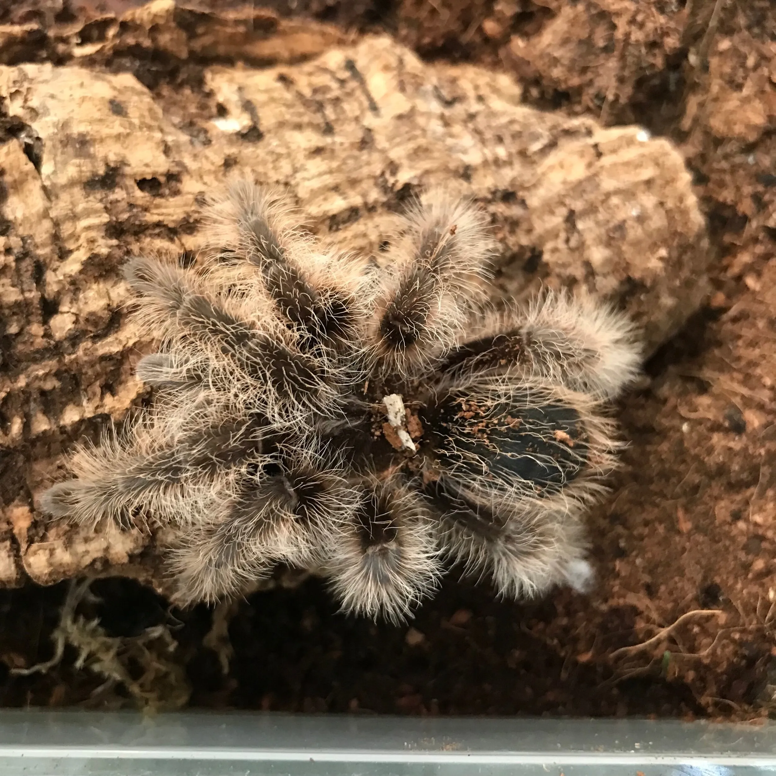 21251 tarantula breeding