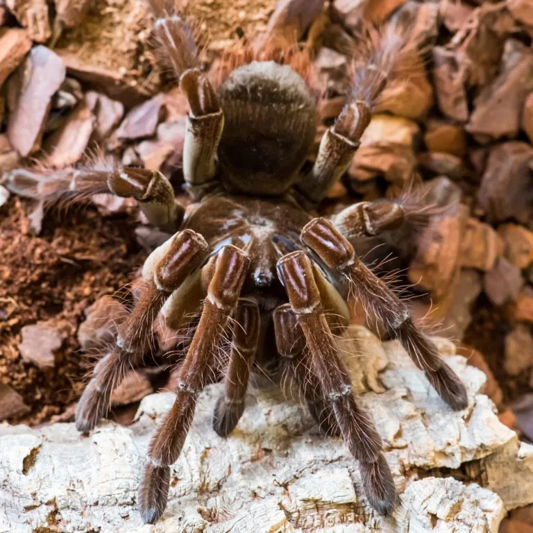 21251 tarantula enclosure