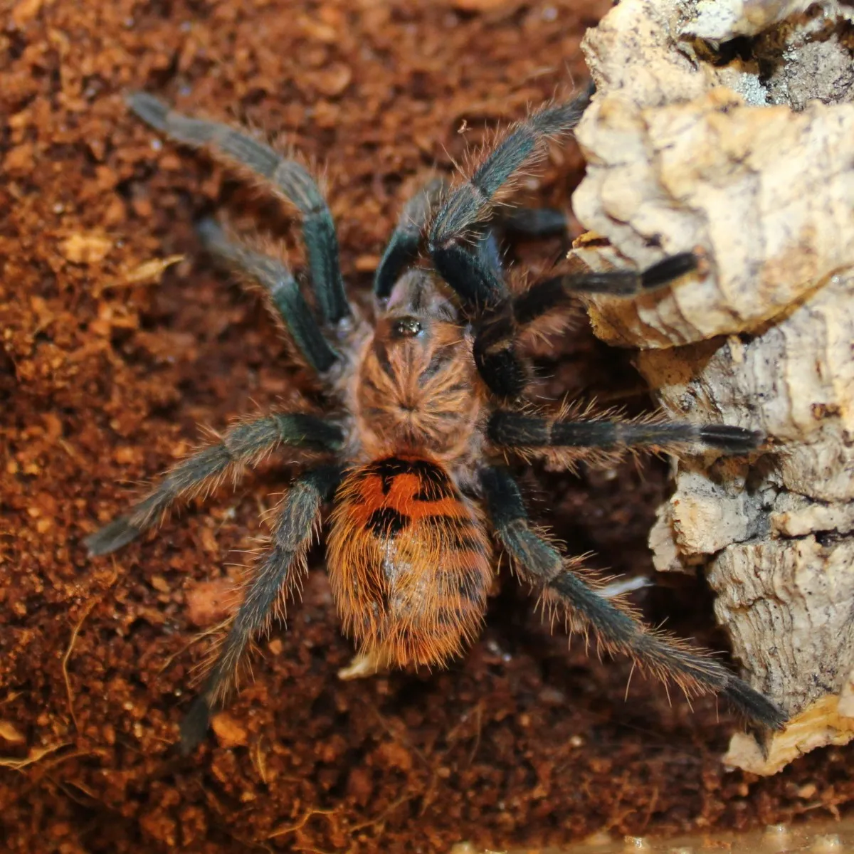 21251 tarantula handling