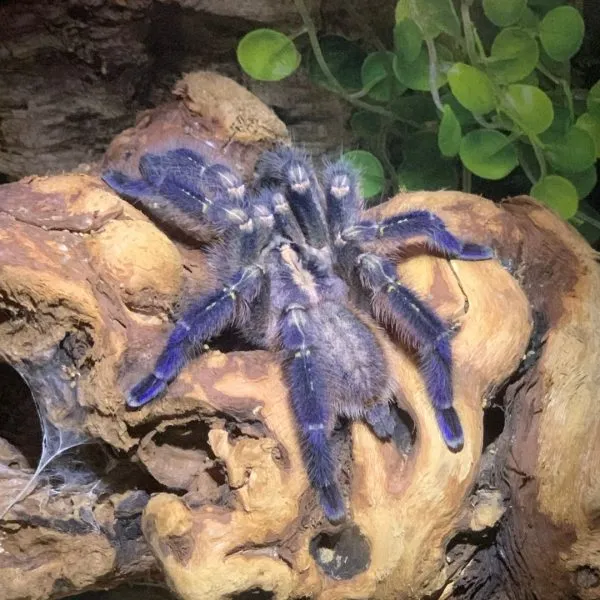 21251 tarantula health