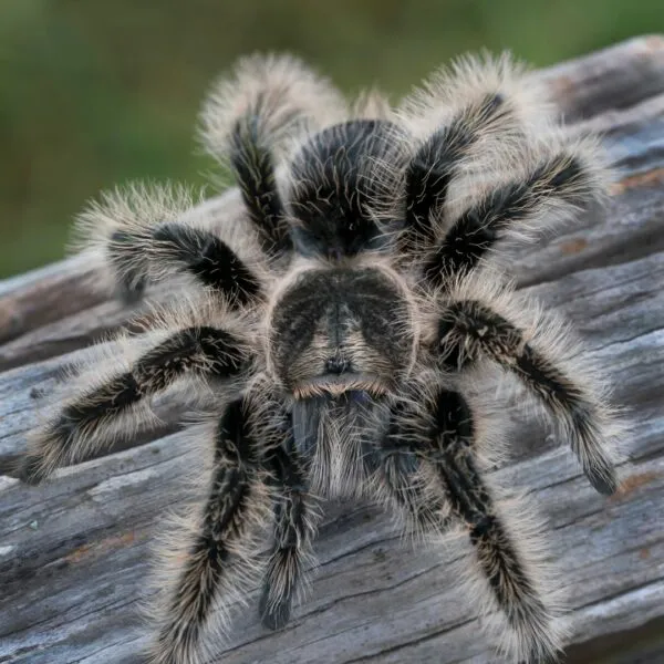 21251 tarantula ireland feeding
