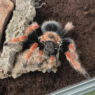 /img/21251-tarantula-ireland-shop.webp