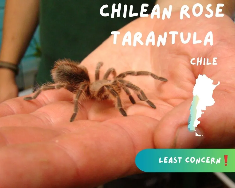 21251 tarantula ireland species