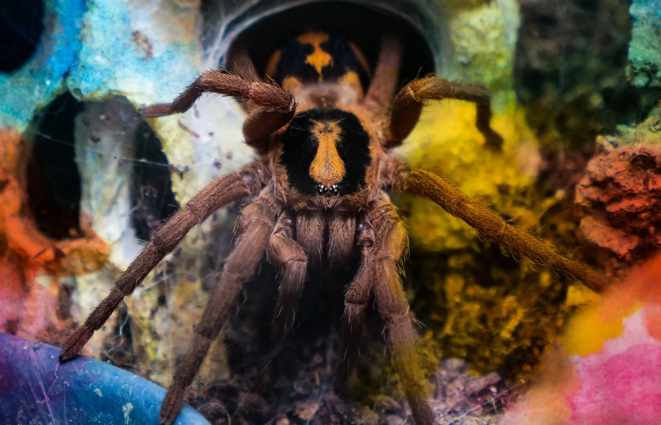 21252 tarantula ymca community