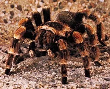21252 tarantula ymca fact2