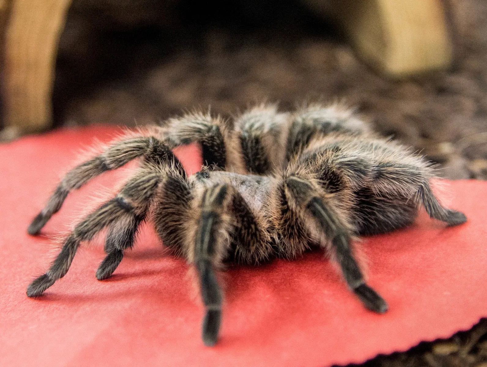 /img/21252-tarantula-ymca-support.webp