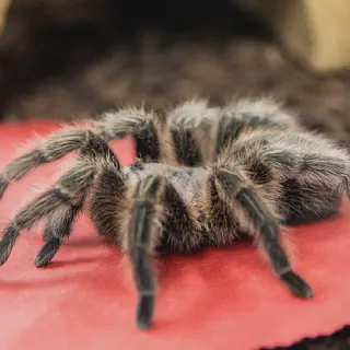 /img/21252-tarantula-ymca-support.webp